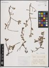 Foto von Salix breviserrata Flod.